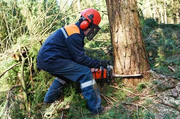 Peut-on abattre un arbre dangereux sur son terrain privé, Auchel, Delepine Entreprise