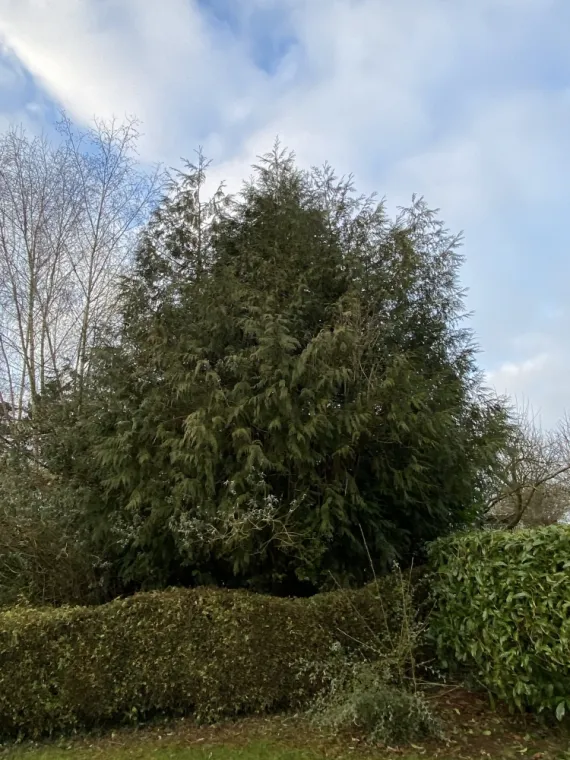 Abattage d’un arbre à Auchel, Auchel, Delepine Entreprise
