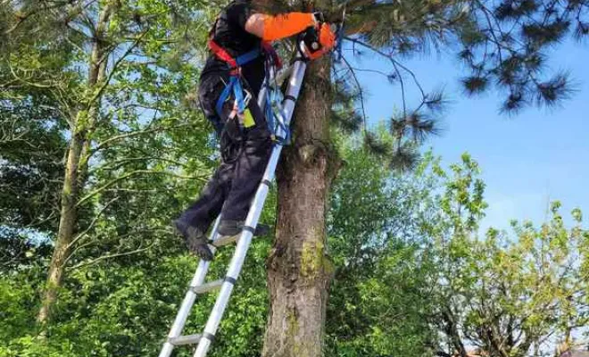 Élagage/Abattage d'arbres, Auchel, Delepine Entreprise