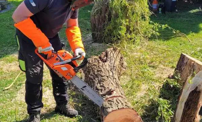 Élagage/Abattage d'arbres, Auchel, Delepine Entreprise