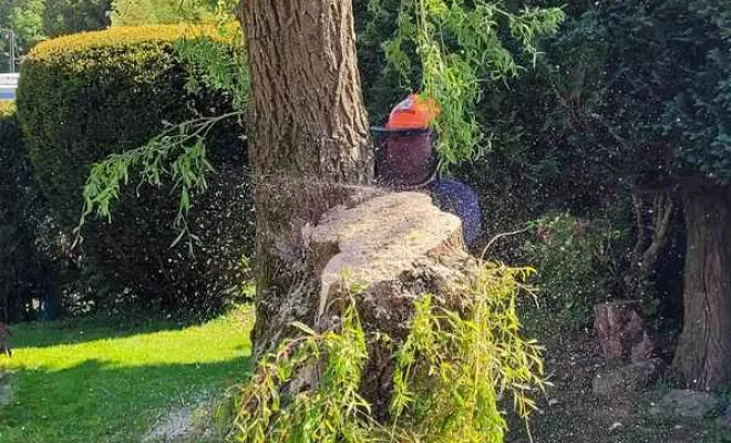 Élagage/Abattage d'arbres, Auchel, Delepine Entreprise