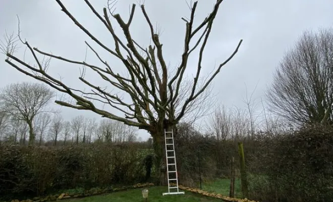 Élagage/Abattage d'arbres, Auchel, Delepine Entreprise