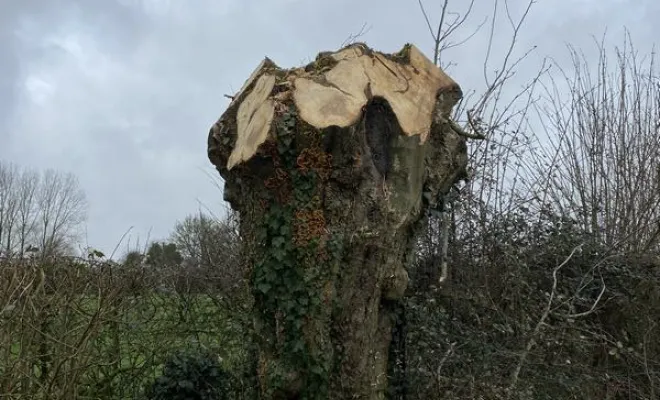 Élagage/Abattage d'arbres, Auchel, Delepine Entreprise