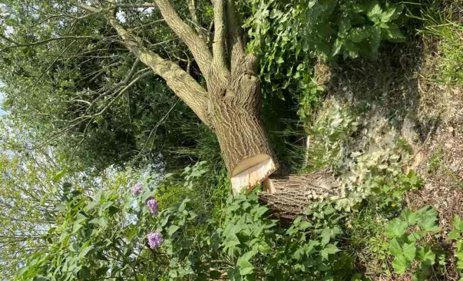 Élagage/Abattage d'arbres, Auchel, Delepine Entreprise