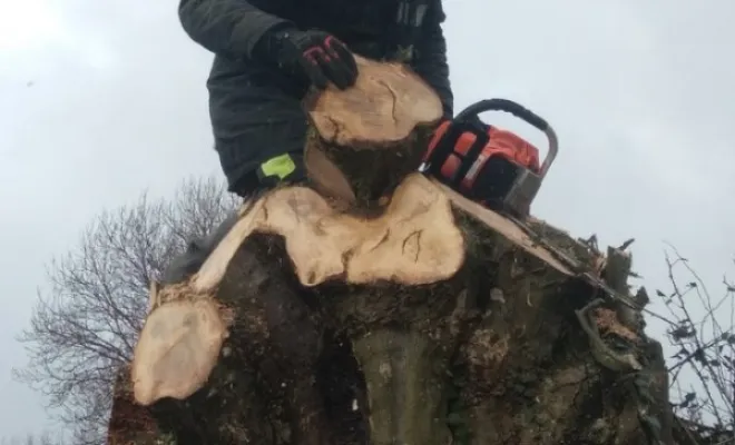 Élagage/Abattage d'arbres, Auchel, Delepine Entreprise