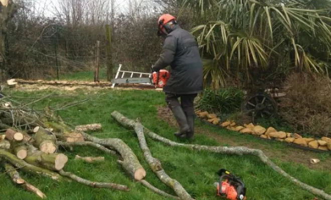 Élagage/Abattage d'arbres, Auchel, Delepine Entreprise