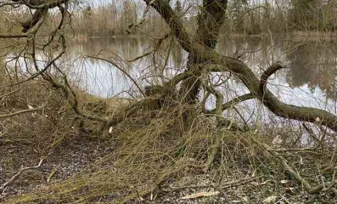 Élagage/Abattage d'arbres, Auchel, Delepine Entreprise