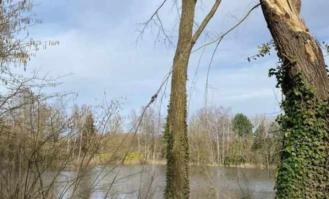 Élagage/Abattage d'arbres, Auchel, Delepine Entreprise
