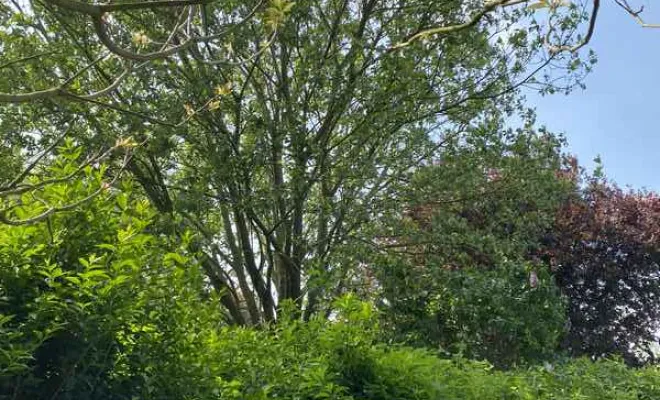 Élagage/Abattage d'arbres, Auchel, Delepine Entreprise
