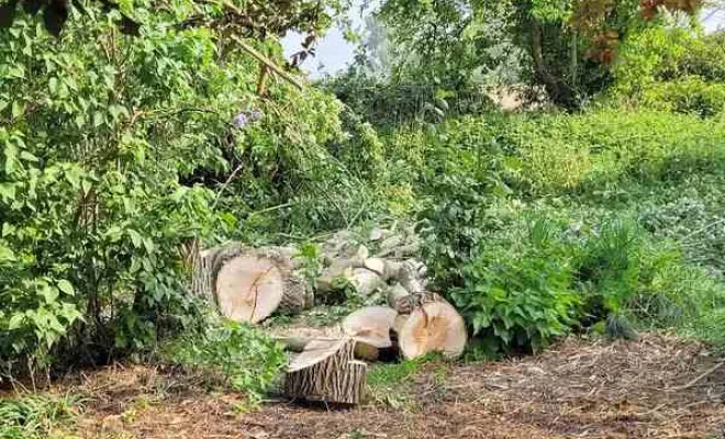 Élagage/Abattage d'arbres, Auchel, Delepine Entreprise