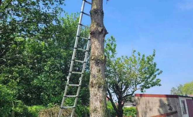 Élagage/Abattage d'arbres, Auchel, Delepine Entreprise
