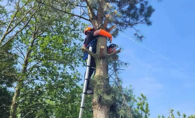 Élagage/Abattage d'arbres, Auchel, Delepine Entreprise