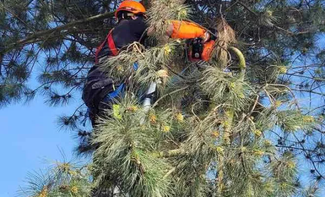 Élagage/Abattage d'arbres, Auchel, Delepine Entreprise