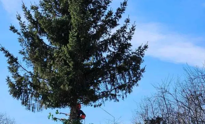 Élagage/Abattage d'arbres, Auchel, Delepine Entreprise