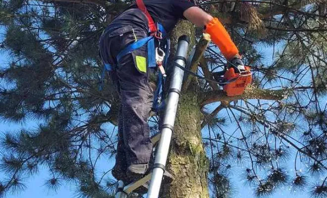 Élagage/Abattage d'arbres, Auchel, Delepine Entreprise