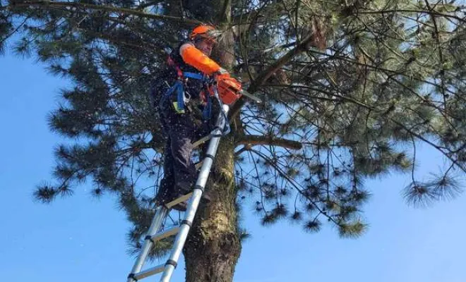 Élagage/Abattage d'arbres, Auchel, Delepine Entreprise