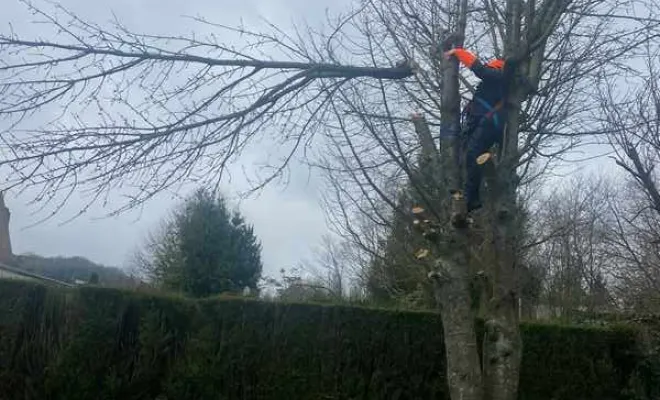 Élagage/Abattage d'arbres, Auchel, Delepine Entreprise