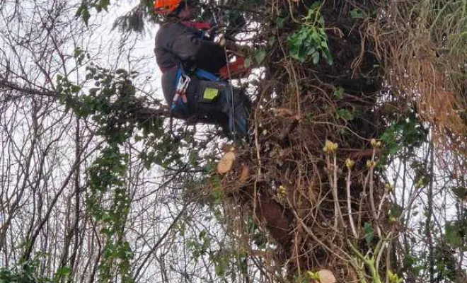 Élagage/Abattage d'arbres, Auchel, Delepine Entreprise