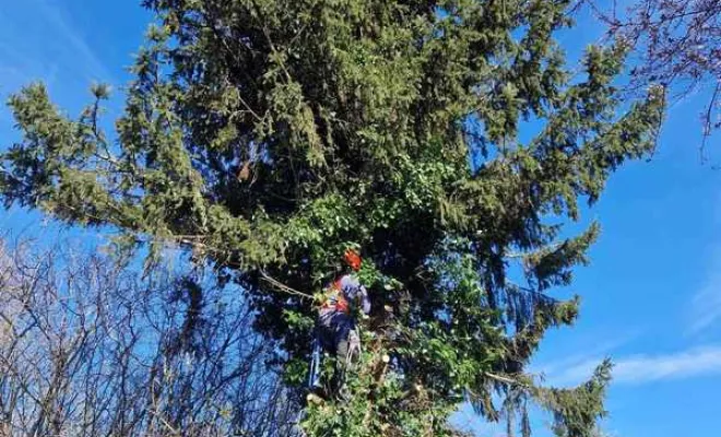 Élagage/Abattage d'arbres, Auchel, Delepine Entreprise