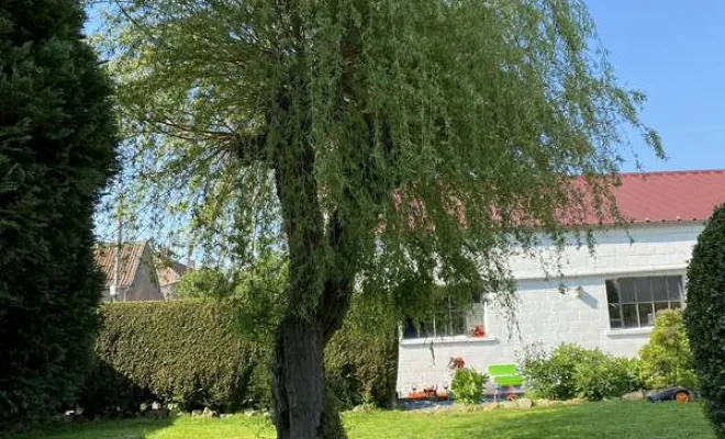 Élagage/Abattage d'arbres, Auchel, Delepine Entreprise