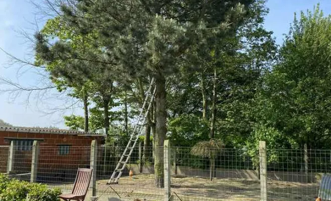 Élagage/Abattage d'arbres, Auchel, Delepine Entreprise